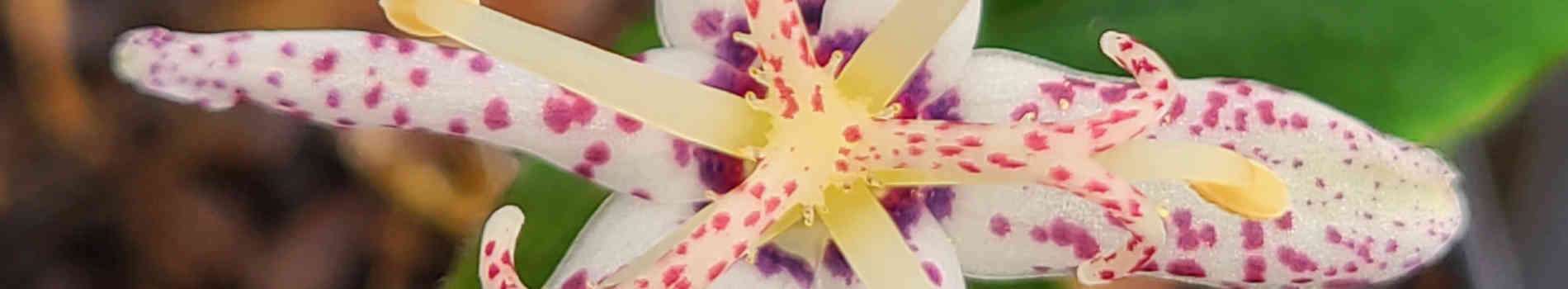 Tricyrtis-Crow-Leaf-