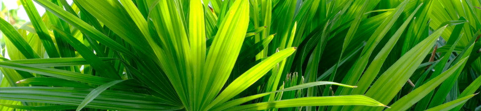 Trithrinax | Argentine Silver Palm | Plant Delights Nursery