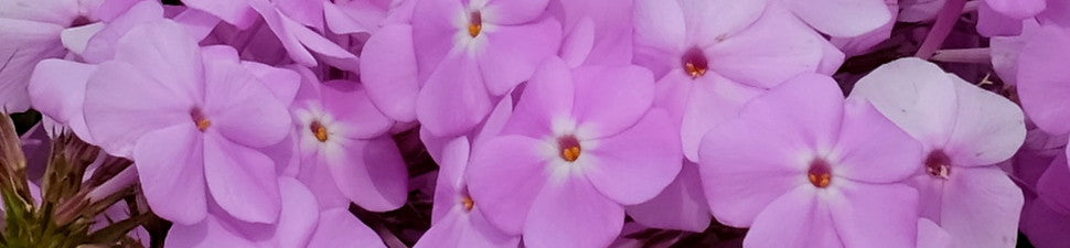 gebirgspflanze rhododendron Rhododendron cinnabarinum ssp. xanthocodon (Concatenans Group) main image 0