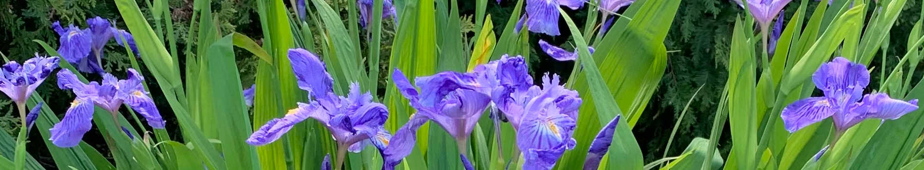 Evergreen Perennials | Evergreen Perennials for Sun | Evergreen Plants