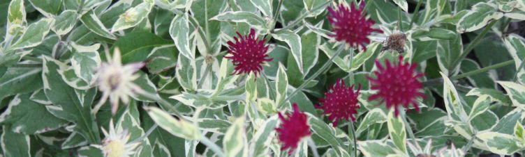 tequila plant Century Plant