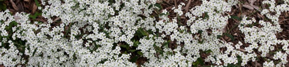 North Carolina Native Plants | North Carolina Native Flowers