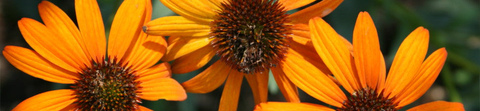 Orange Flowering Perennials | Orange Flowering Plants