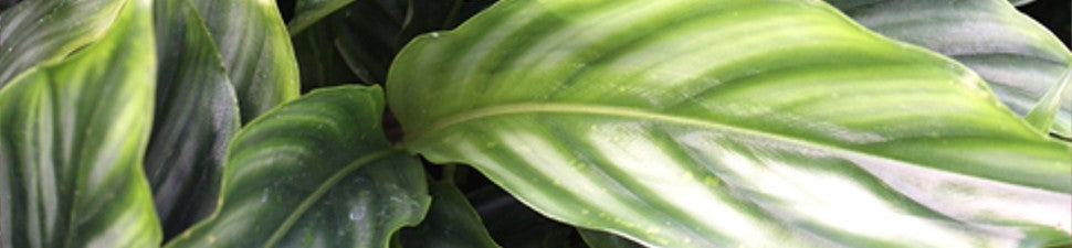 Plants from China | Chinese Native Plants for Sale