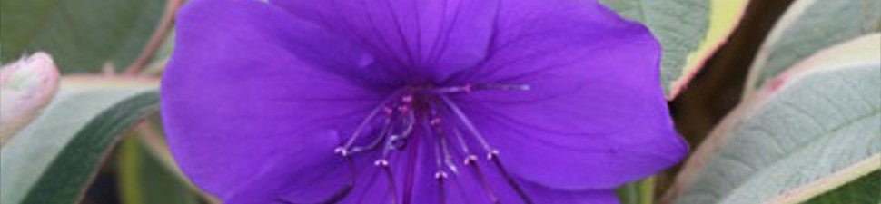 Purple/Lavender Flowering Plants
