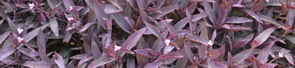 Purple/Lavender Foliage Plants