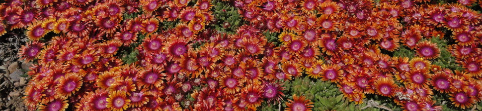 Summer Flowering Plants | Summer Blooming Flowers