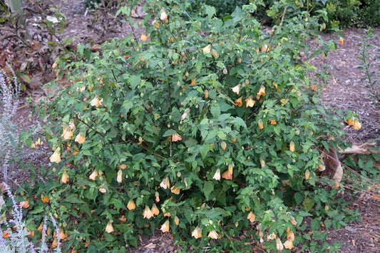 Image of Abutilon 'Bartley Schwarz' taken at Juniper Level Botanic Gdn, NC by JLBG