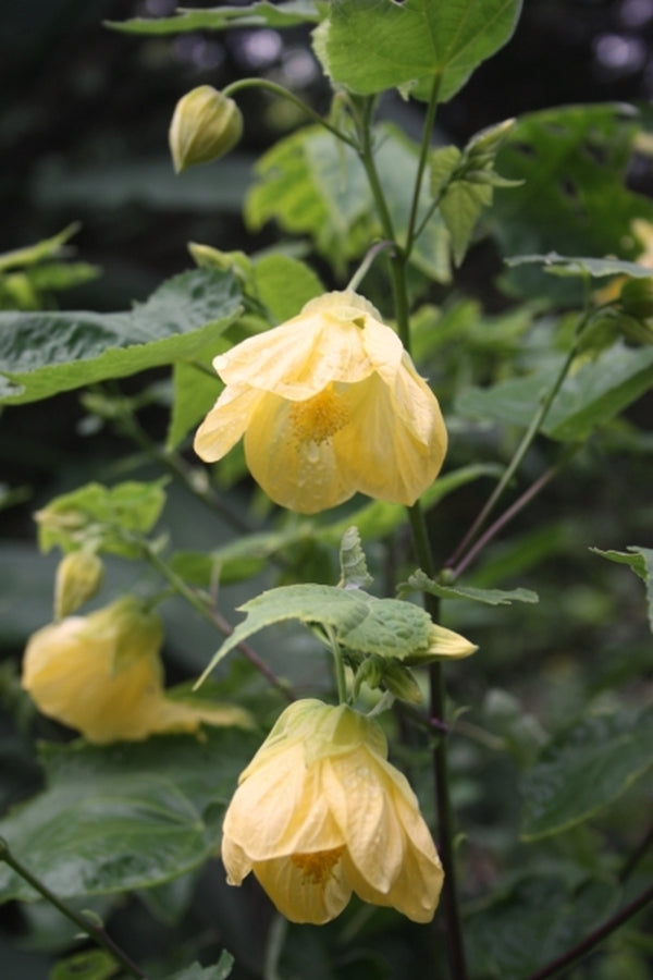 Image of Abutilon 'Canary Bird' taken at Juniper Level Botanic Gdn, NC by JLBG