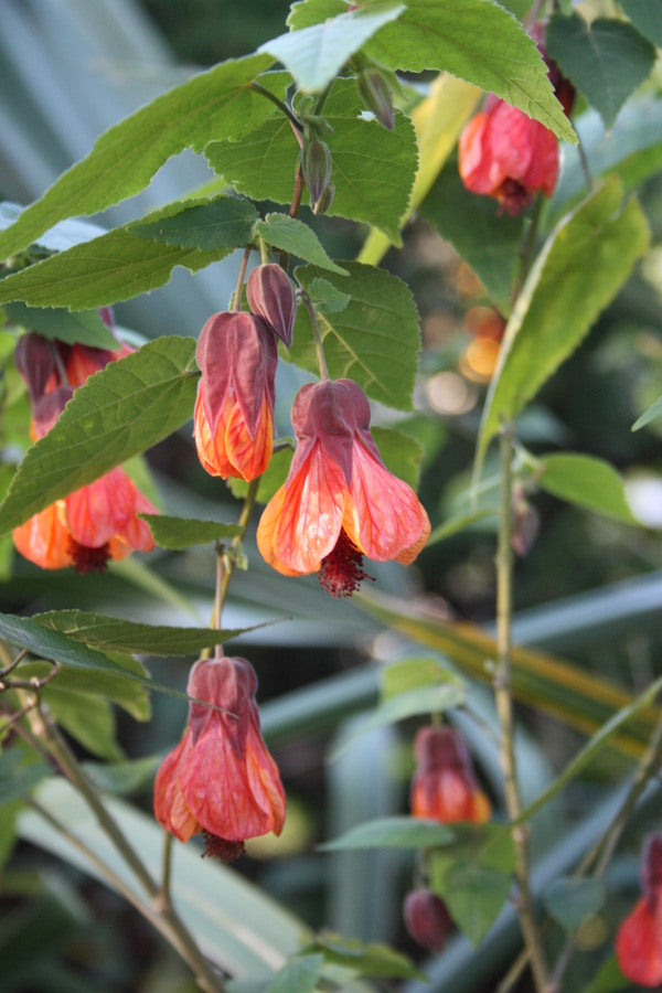 Image of Abutilon 'Orange Hot Lava' taken at Juniper Level Botanic Gdn, NC by JLBG