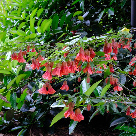 Image of Abutilon 'Twister' taken at Juniper Level Botanic Gdn, NC by JLBG