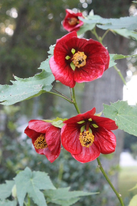 Image of Abutilon 'Voodoo' taken at Juniper Level Botanic Gdn, NC by JLBG