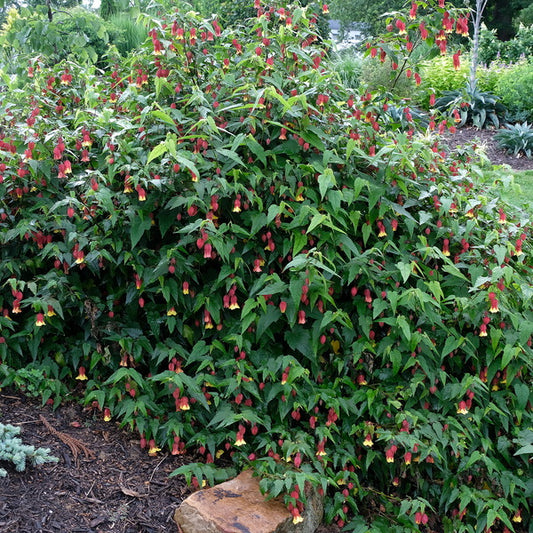 Image of Abutilon megapotamicum taken at Juniper Level Botanic Gdn, NC by JLBG