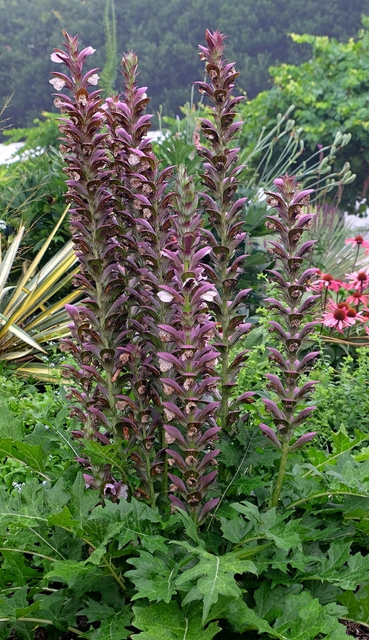 Image of Acanthus 'Morning Candle'