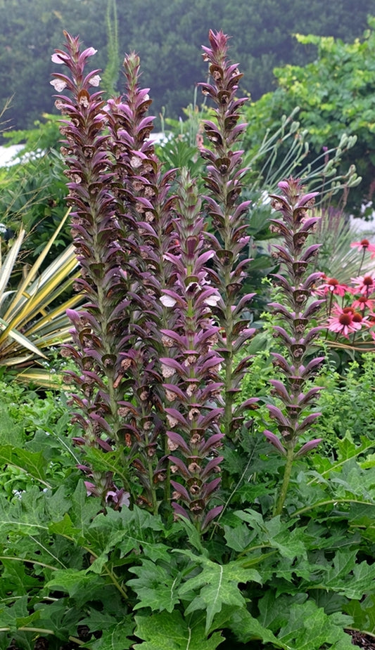 Image of Acanthus 'Mornings Candle'