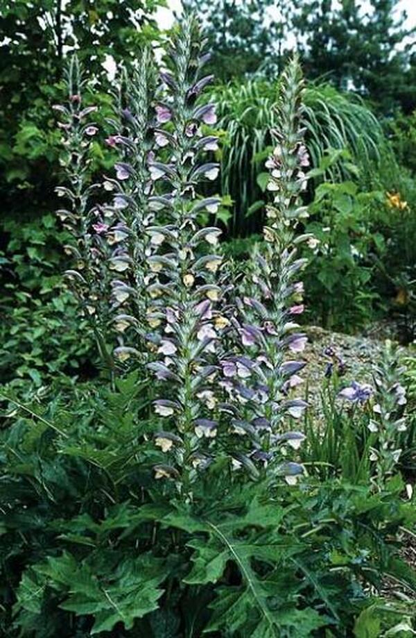 Image of Acanthus hungaricus taken at Juniper Level Botanic Gdn, NC by JLBG