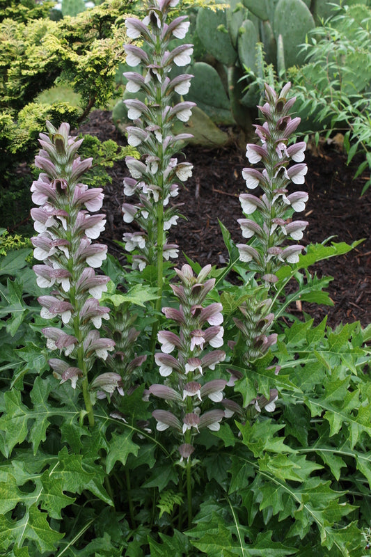 Image of Acanthus hungaricus taken at Juniper Level Botanic Gdn, NC by JLBG