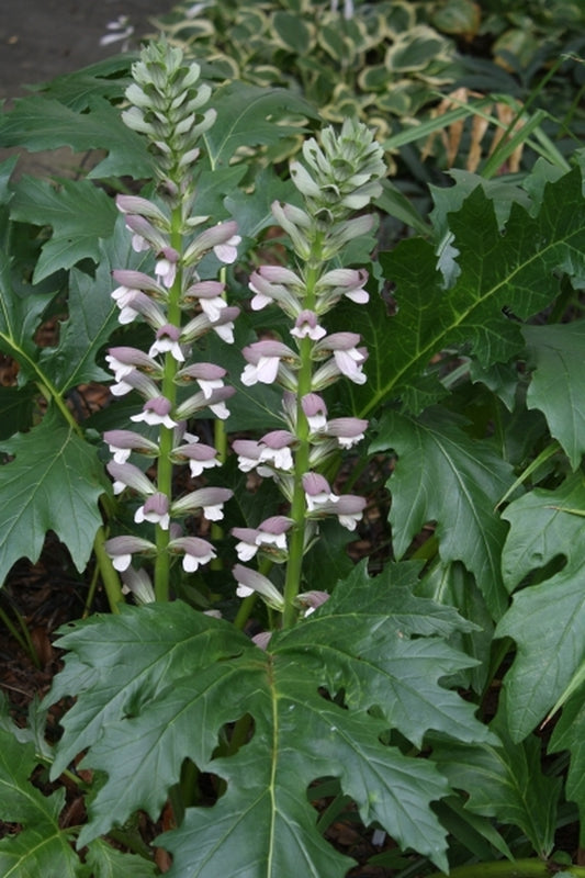 Image of Acanthus mollis Reut, Israel taken at Juniper Level Botanic Gdn, NC by JLBG