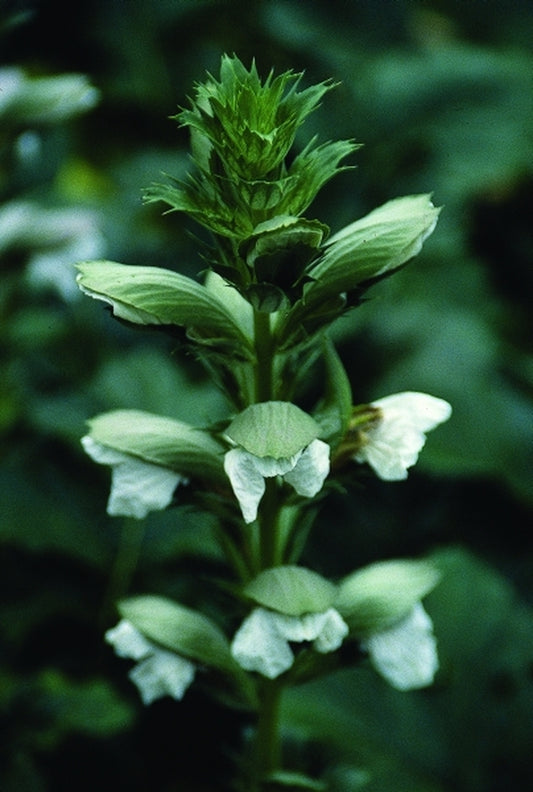 Image of Acanthus mollis 'Rue Ledan' taken at Juniper Level Botanic Gdn, NC by JLBG