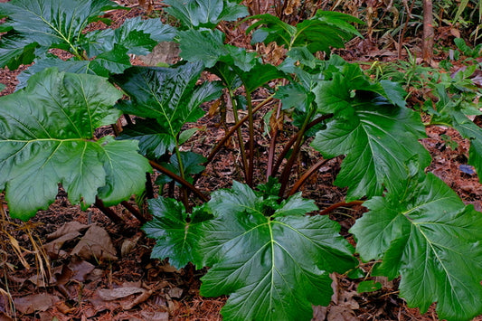 Image of Acanthus mollis 'Wofford Rhubarb' taken at Juniper Level Botanic Gdn, NC
