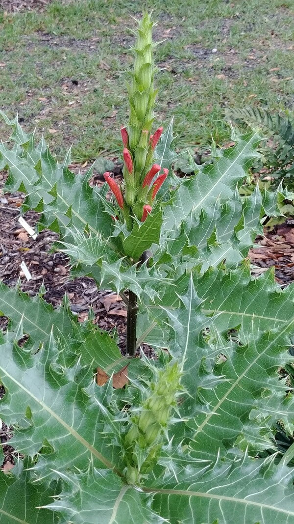 Acanthus sennii
