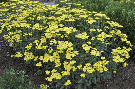 Image of Achillea 'Sassy Summer Lemon' PP 31,693 taken at Walters Gardens, MI by Walters Gardens