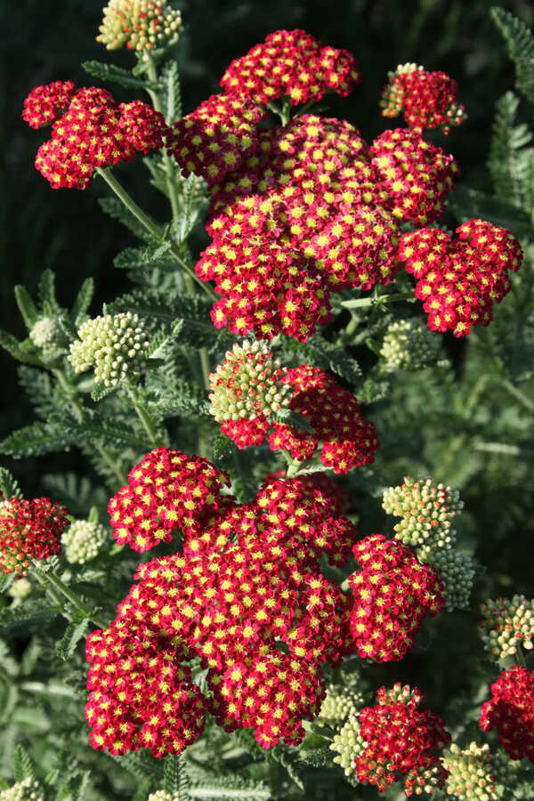 strawberry seduction yarrow seeds Achillea Strawberry Seduction PP 18401