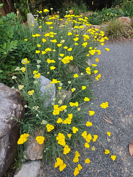 Image of Achillea coarctata taken at Juniper Level Botanic Gdn, NC by JLBG