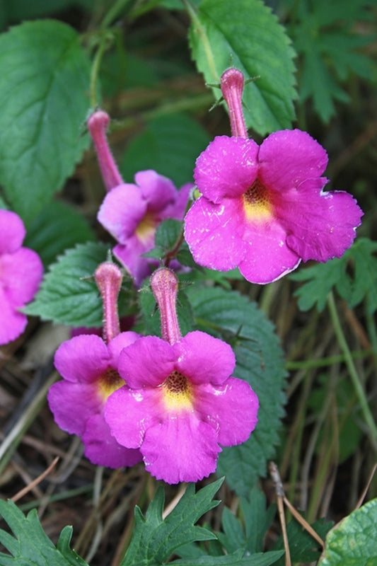 Image of Achimenes 'Harry Williams'
