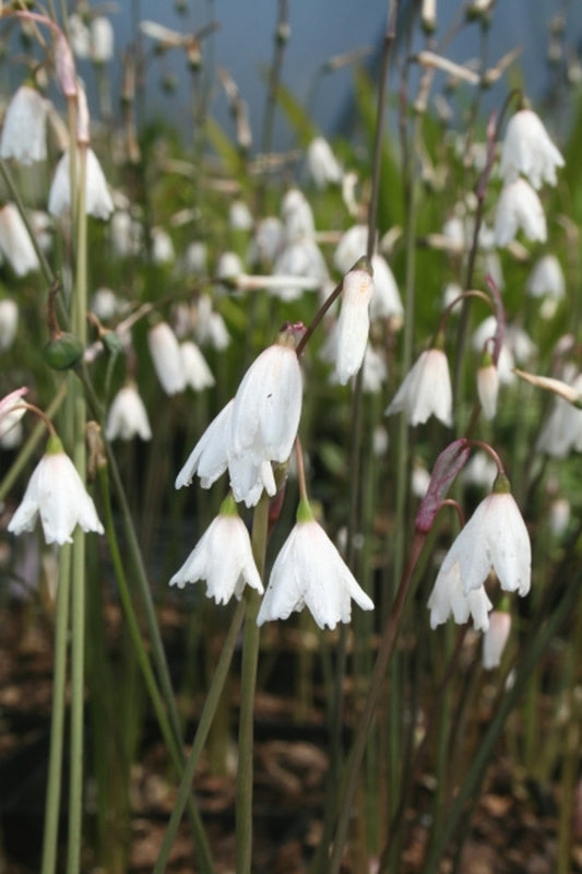 Image of Acis autumnalis 'September Snow' taken at Juniper Level Botanic Gdn, NC by JLBG