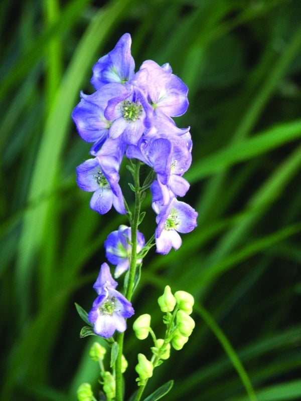 Image of Aconitum carmichaelii 'Autumn Indigo' taken at Juniper Level Botanic Gdn, NC by JLBG