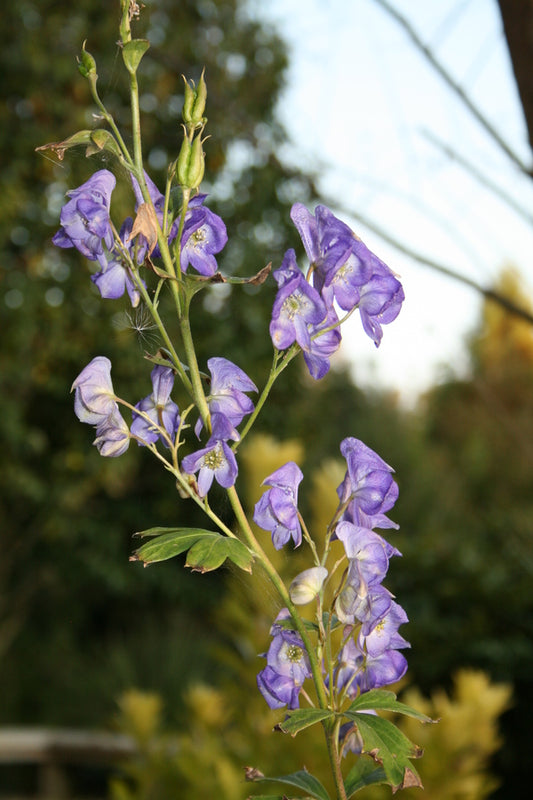 Image of Aconitum carmichaelii 'Fansi Pansi' taken at Juniper Level Botanic Gdn, NC by JLBG