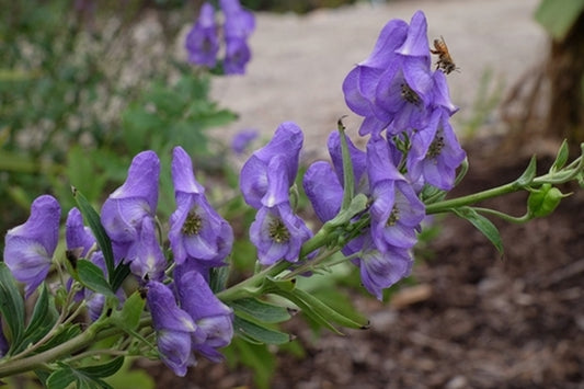 Image of Aconitum sinomontanum 'Sacred Tower' taken at Juniper Level Botanic Gdn, NC by JLBG