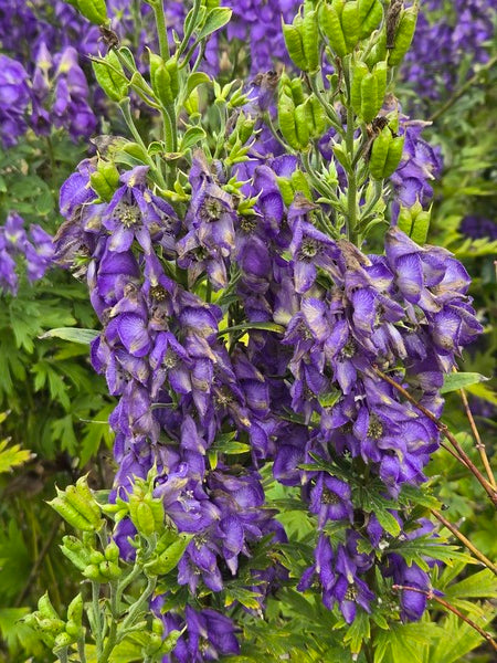 Image of Aconitum superbum 'Kupres' taken at Juniper Level Botanic Gdn, NC by JLBG