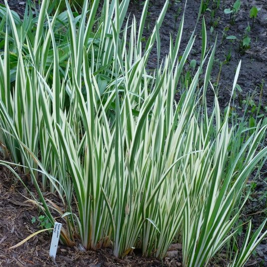 Image of Acorus calamus 'Argenteostriatus' taken at Juniper Level Botanic Gdn, NC by JLBG