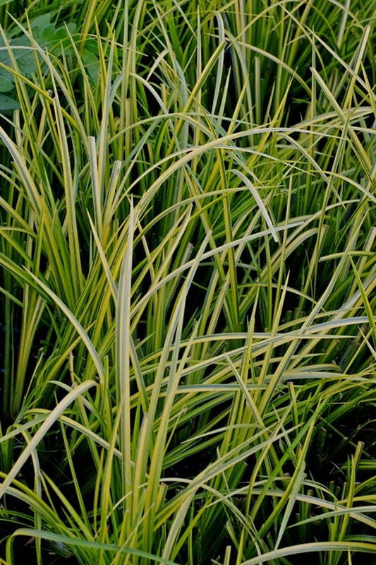 Image of Acorus gramineus 'Ogon'