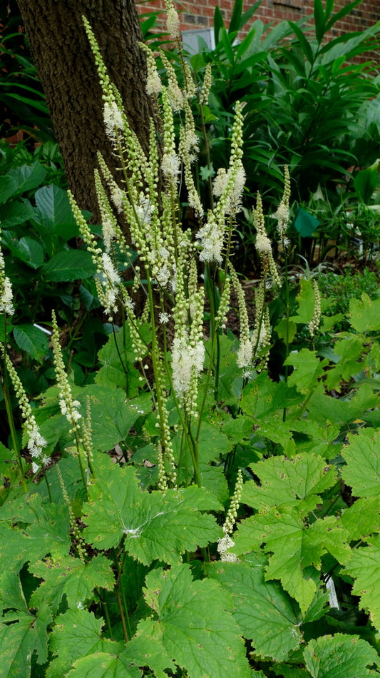 Image of Actaea cordifolia taken at Juniper Level Botanic Gdn, NC by JLBG