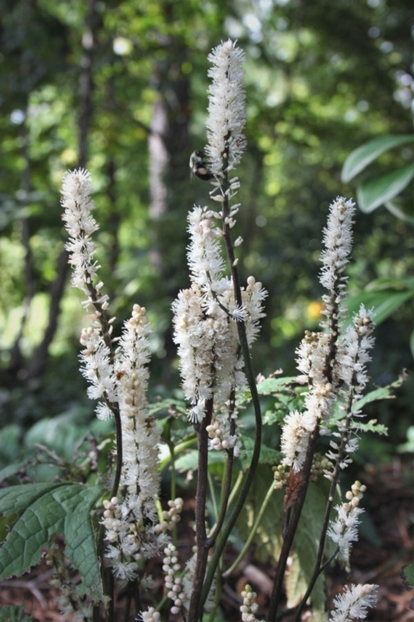 Actaea japonica 'Silver Blush'
