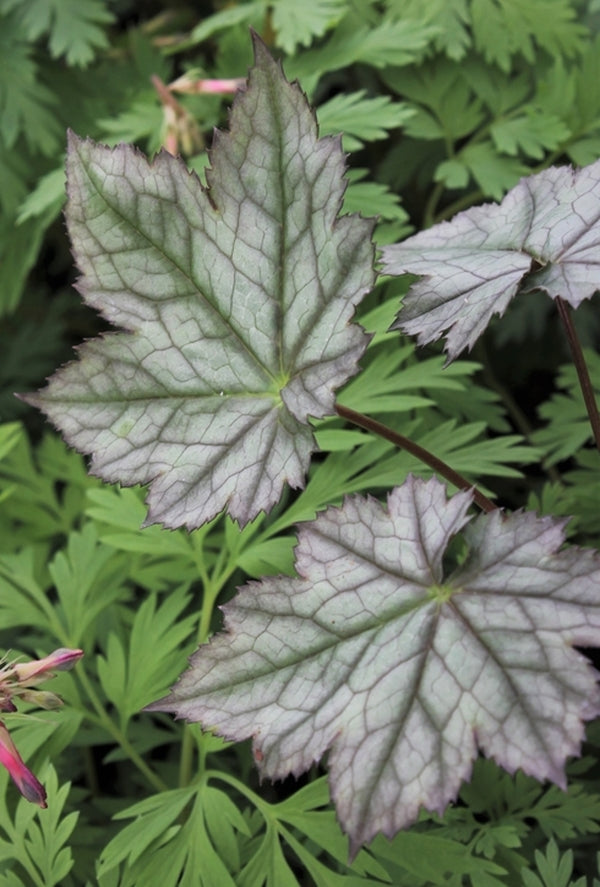 Image of Actaea japonica var. japonica 'Silver Blush' taken at Juniper Level Botanic Gdn, NC by JLBG