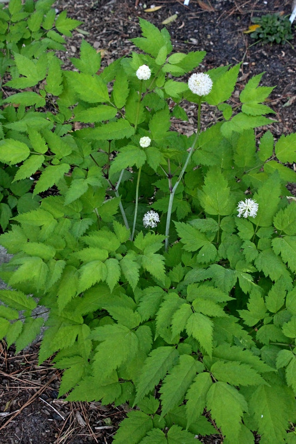 Image of Actaea pachypoda 'Monroe'