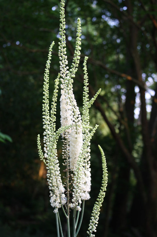 Image of Actaea racemosa taken at Juniper Level Botanic Gdn, NC by JLBG