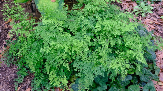 Image of Adiantum aethiopicum 'Barrington Belle' taken at Juniper Level Botanic Gdn, NC by JLBG