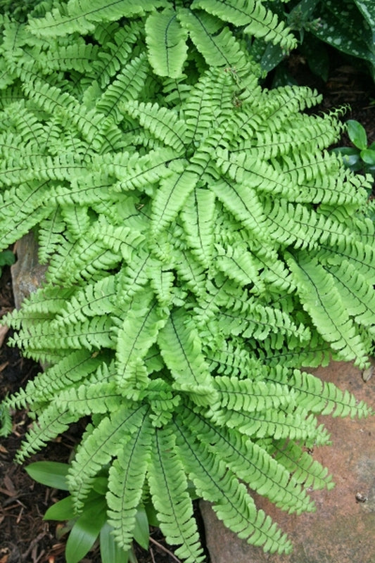 Image of Adiantum aleuticum 'Imbricatum' taken at Juniper Level Botanic Gdn, NC by JLBG