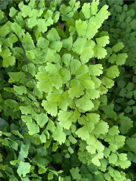 Image of Adiantum capillus-veneris 'Alabama Lace' taken at Juniper Level Botanic Garden, Raleigh NC by Lidia Churakova