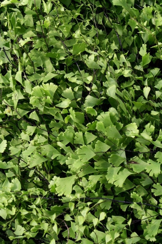 Image of Adiantum capillus-veneris 'Fan Dance' taken at Juniper Level Botanic Gdn, NC by JLBG