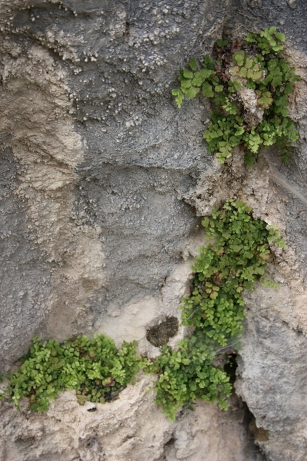 Image of Adiantum capillus-veneris 'Mt. Ida' taken at Juniper Level Botanic Gdn, NC by JLBG