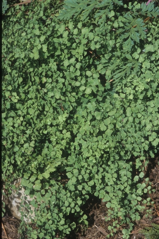 Image of Adiantum capillus-veneris 'Rock Springs' taken at Juniper Level Botanic Gdn, NC by JLBG
