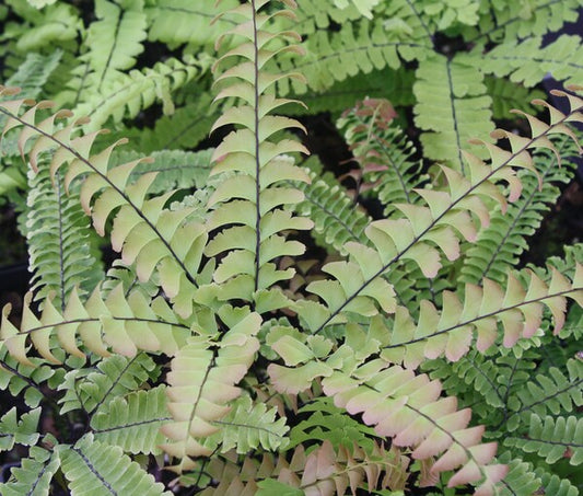 Image of Adiantum japonicum taken at Juniper Level Botanic Gdn, NC by JLBG