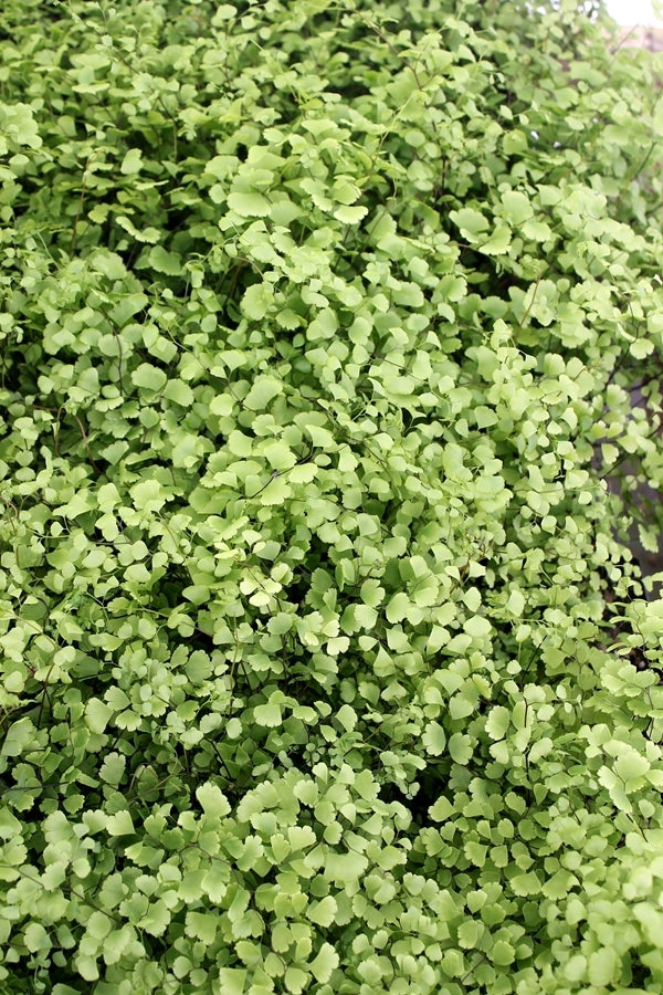 Image of Adiantum x mairisii taken at Juniper Level Botanic Gdn, NC by JLBG