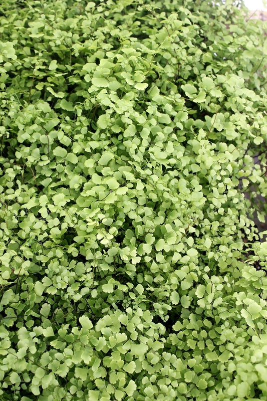 Image of Adiantum x mairisii taken at Juniper Level Botanic Gdn, NC by JLBG